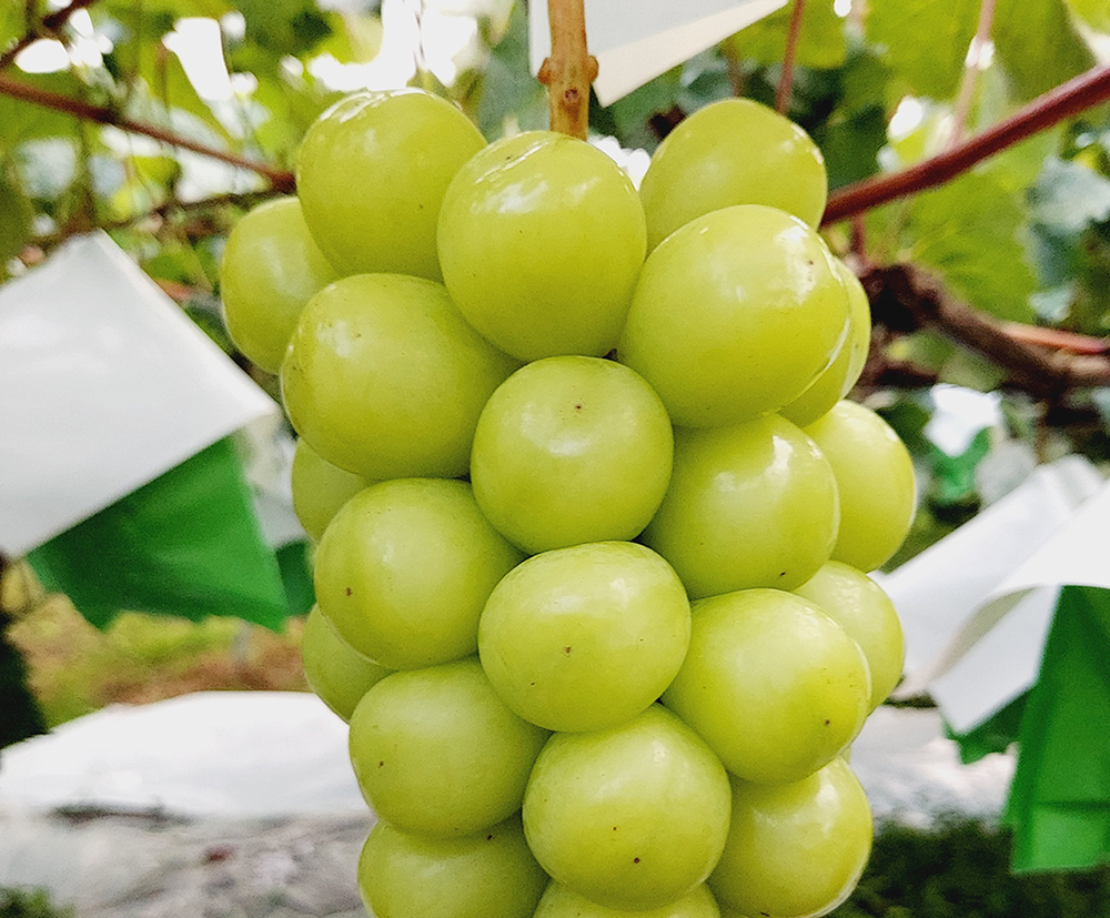 For sightseeing grape picking, the state of growth